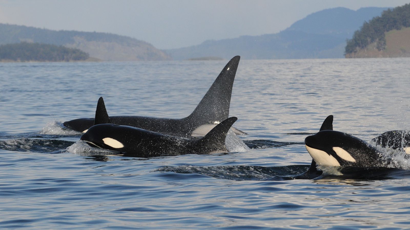 orcas atacam